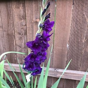 Meet your Posher, Rosa